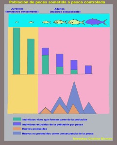 Figura 2. Representacin grfica de diferentes parmetros en una poblacin de peces sometida a una pesca controlada