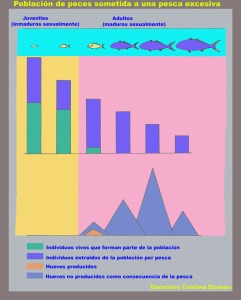Figura 3. Representacin grfica de diferentes parmetros en una poblacin de peces sometida a una pesca excesiva