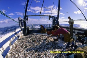 Figura 1. Los estudios para conocer la evolucin de las diferentes pesqueras requiere de pormenorizados estudios de campo para lo cual los tcnicos deben embarcarse