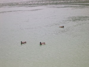 Lagunas de Ruidera- patos en el agua