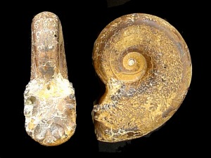 Neolissoceras sp., del Cretcico inferior de Caravaca. Obsrvese la ausencia de ornamentacin y sus flancos paralelos.  = 3 cm 