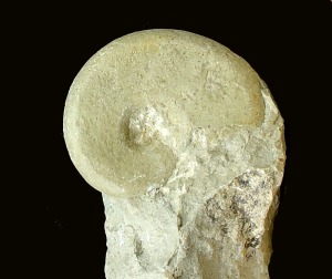 Neolissoceras sp., del Cretcico inferior de Fortuna. Molde interno en margocaliza.  = 3'5 cm 