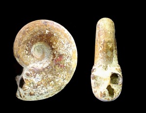 Neolissoceras sp., del Cretcico inferior de Fortuna, en pirita oxidada.  = 2'5 cm 
