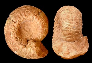 Cadomites sp. Ejemplar del Jursico medio de Fortuna.  = 5 cm 