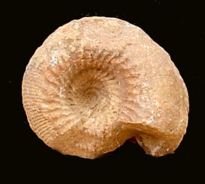 Cadomites sp. Ejemplar del Jursico medio de Cehegn.  = 4 cm 
