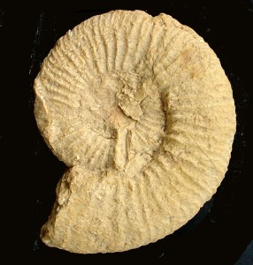Perisphinctes (Dichotomoceras) sp. Ejemplar del Jursico superior de Moratalla.  = 9 cm 