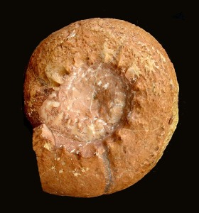 Aspidoceras sp. Ejemplar del Jursico superior de Fortuna. Obsrvese la existencia de tubrculos y constricciones.  = 9 cm 
