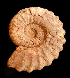 Gregoryceras sp. Ejemplar del Jursico superior de Cehegn.  = 6 cm 