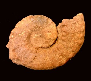 Euaspidoceras sp. Ejemplar del Jursico superior de Fortuna.  = 8 cm 