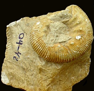 Olcostephanus sp. Ejemplar del Cretcico inferior de Fortuna. En la introduccin a los ammonites aparece otro ejemplar mejor conservado.  = 3'5 cm 