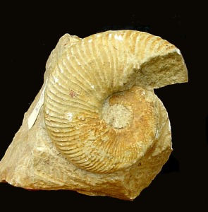 Neocomites sp. Ejemplar del Cretcico inferior de Fortuna.  = 3'5 cm 