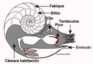Seccin longitudinal de un nautilus. Obsrvese como sus tabiques son cncavos hacia la boca y la posicin central del sifn 