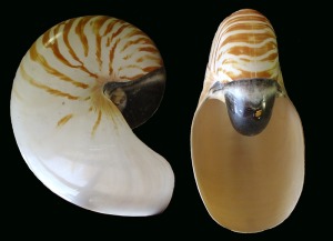 Concha de Nautilus pompilius. Este organismo es uno de las cuatro especies de nautilus que persisten en la actualidad en los ocanos Pacfico e ndico 