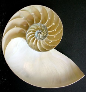 Concha seccionada de Nautilus sp., representante actual ms parecido a los ammonites, que se extinguieron a finales del Cretcico. Obsrvese los tabiques que delimitan las cmaras y el sifn central