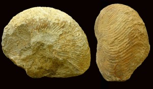 Nautiloideo (Cymatoceras aff.) del Cretcico de Moratalla. = 20 cm 