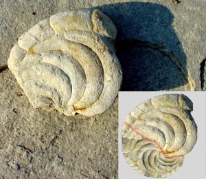 Fragmento de un nautiloideo (Aturia sp.) del Mioceno superior de Moratalla. En el recuadro inferior su reconstruccin informtica. El fragmento mide unos 4 cm 