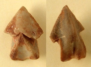 Ejemplar de Rhyncholites del Jursico superior de Lorca. Longitud = 2 cm 