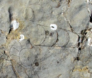 Atractites sp. en el centro de la imagen, junto con conchas de ammonites. Calizas del jursico inferior de Moratalla [belemnites]