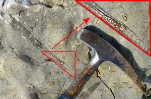 Belemnites de unos 20 cm, que conserva el fragmocono, en las calizas del Jursico inferior de Moratalla junto con otros belemnites y ammonites 