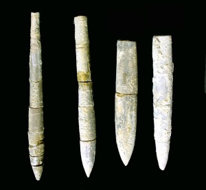 Diversos ejemplares de belemnites del Jursico inferior de Alicante. El mayor de ellos mide unos 9 cm 