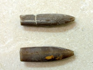 Belemnites del Cretcico inferior. Ejemplares del Aula de Naturaleza del Rellano (Molina de Segura). Longitud = 5 cm 