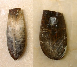Ejemplares de Duvalia sp. del Aula de Naturaleza del Rellano (Molina de Segura). Longitud = 5 cm 