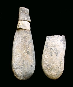 Ejemplares de Duvalia dilatata del Cretcico inferior de Fortuna. Longitud = 7 cm 