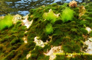 Figura 1. La gran mayora de las algas verdes marinas viven fijas al fondo y distribuidas por una amplia franja de profundidades