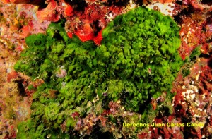 Figura 2. La forma y tamao de las algas verdes es muy variable. En la imagen una especie incrustante de talo lobulado