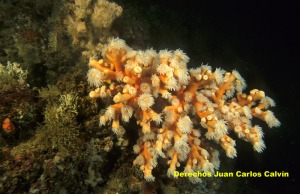 Figura 1. El coral Dendrophyllia ramea es una especie protegida o propuesta su proteccin en ms de un documento