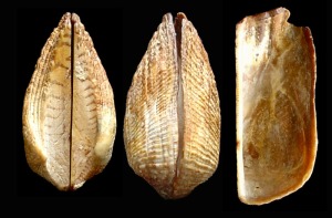 Concha actual de Arca noae. Obsrvese su charnela taxodonta. Mediterrneo 