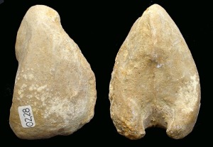 Moldes internos de Arca sp. del Cretcico inferior de Jumilla. Longitud = 8 cm 