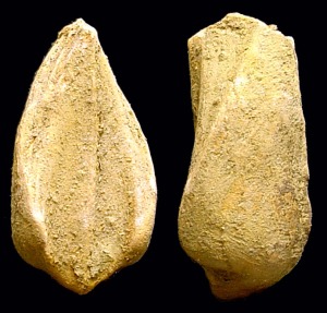 Moldes internos de Arca sp. del Mioceno superior del Alamillo (Mazarrn). Longitud = 5 cm 