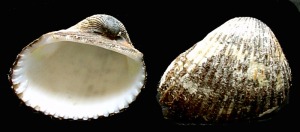 Concha actual de Anadara sp. Longitud = 3 cm 