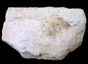 Anadara sp. del Mioceno superior de la Sierra de Columbares. Longitud = 4 cm 