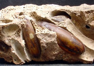 Conchas y perforaciones actuales de Lithophaga lithophaga, de la playa del Castellar (Mazarrn). Longitud del ejemplar mayor = 5 cm 