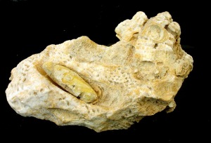 Ejemplar de Lithophaga sp. y perforaciones en las calizas arrecifales del Mioceno superior de Murcia 