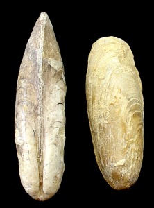 Ejemplares de Lithophaga sp. del Mioceno superior de Molina de Segura. El mayor de ellos mide unos 7 cm 