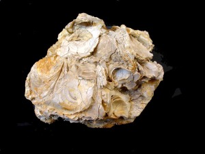 Lumaquela de ostreidos del Mioceno superior. Por cortesa de Joaqun Gmez Gmez 