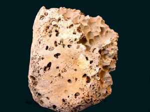 Caliza perforada por litfagos actuales (Irus sp.) del Mar Menor 