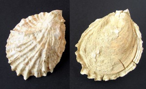 Ejemplar de Crassostrea sp. Bivalvo inequivalvo con ornamentacin en base a costillas radiales irregulares y lamelas y estras de crecimiento. Del Mioceno superior del Alamillo (Mazarrn) 