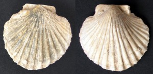 Ejemplar de Pecten sp. Bivalvo equilateral e inequivalvo (valva izquierda plana y derecha abombada), con ornamentacin en base a costillas radiales. Del Mioceno superior de Carrascoy 
