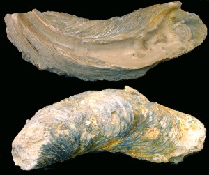 Valva izquierda de Crassotrea sp. del Mioceno superior de Molina de Segura, donde se observa el resilifer y la impresin muscular. En la parte inferior con ornamentacin en base a lamelas 