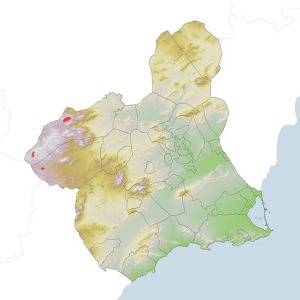 Mapa de distribucin de los mejores rodales de carrascal en la Regin de Murcia