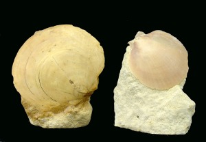 Amusium: Ejemplares de Amusium sp. del Mioceno superior de Mazarrn. El mayor de ellos tiene una longitud de unos 8'5 cm 