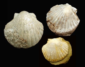 Pecten: Ejemplares de diferentes de Pecten sp. del Mioceno superior de Mula (izqda.), Murcia (dcha. superior) y guilas (dcha. inferior). El mayor de ellos tiene una longitud de 8'5 cm 