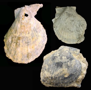 Chlamys: Ejemplares de diferentes especies de Chlamys sp. del Mioceno superior de Molina de Segura. La longitud del mayor de ellos es de 7 cm 