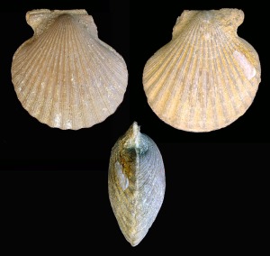 Chlamys: Chlamys (Aequipecten) sp. del Mioceno superior de Mula. A diferencia de Pecten sp. es equivalva y algo inequilateral. Longitud = 4'5 cm 