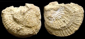 Plicatula: Valvas derecha e izquierda de Plicatula sp. del Cretcico inferior de Jumilla. Longitud = 3'5 cm 