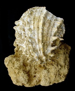 Spondylus: Spondylus sp. del Mioceno superior de guilas. Longitud = 14 cm 
